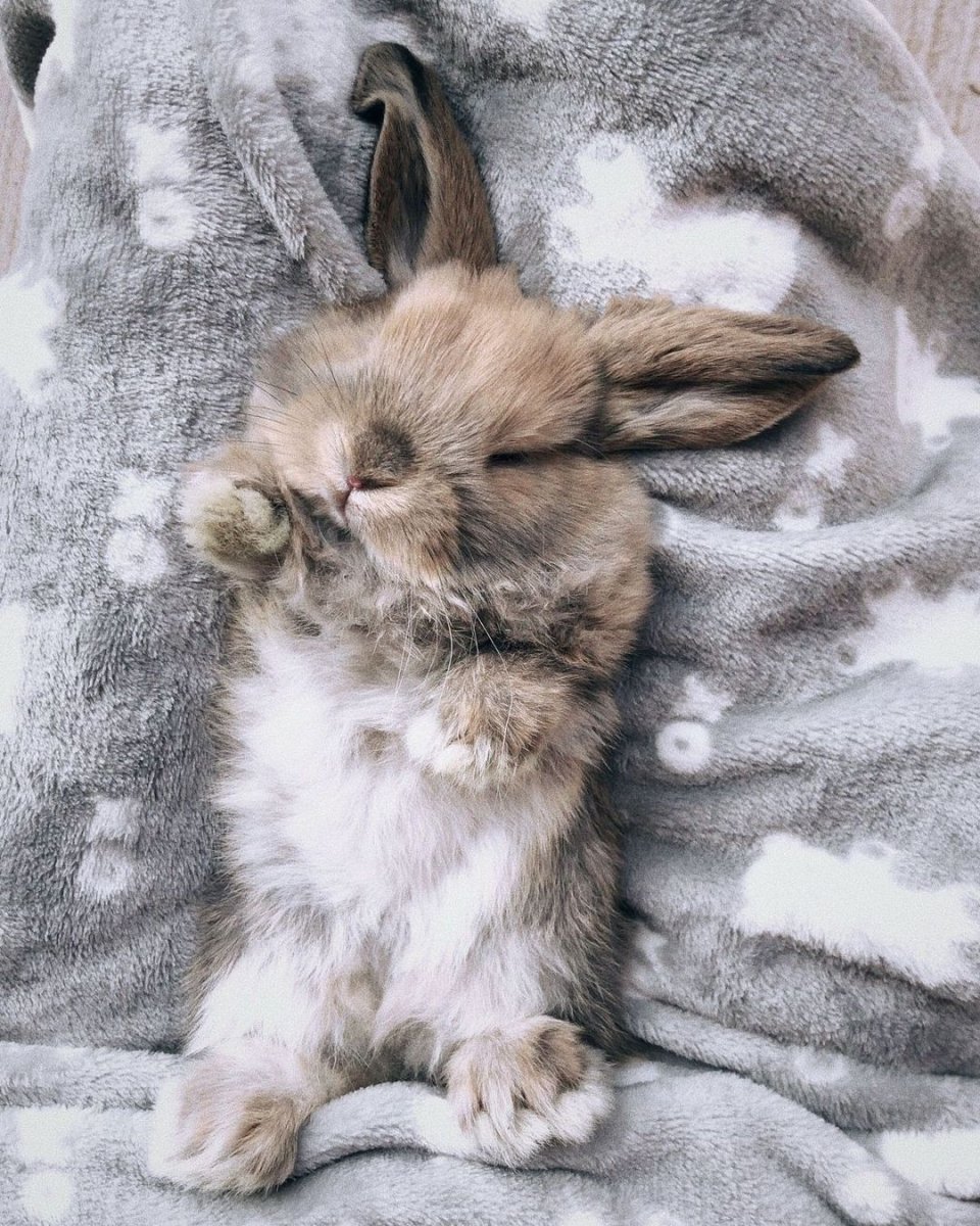 Кролик Эстетика