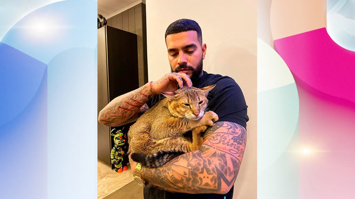 Кот Тимати Хусейн