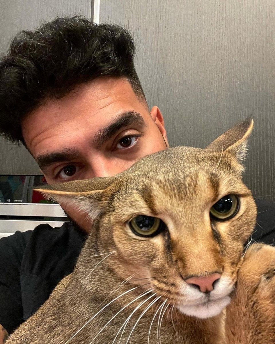 Кошка Тимати