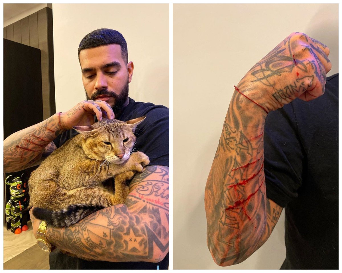 Кот Тимати Хусейн порода