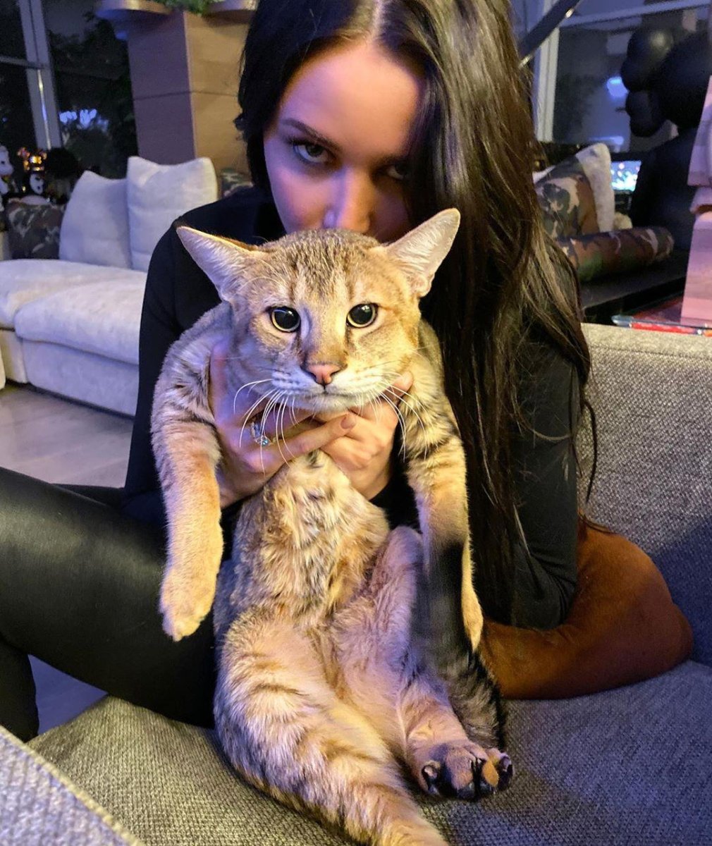 Кот Тимати Хусейн