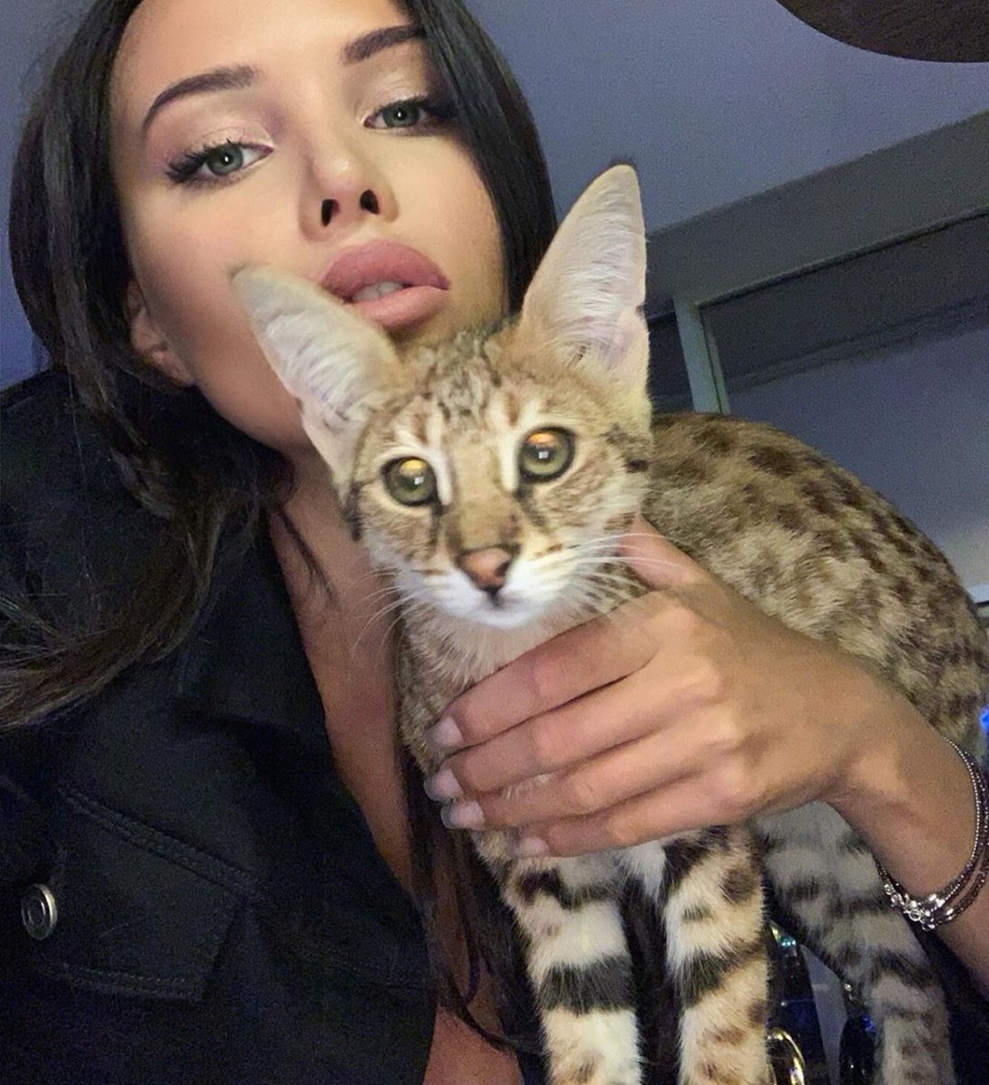 Кот Тимати порода