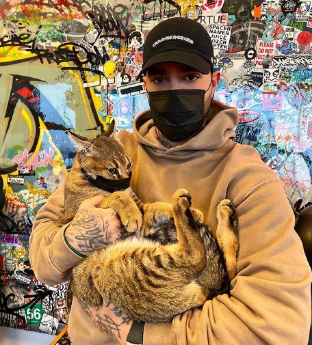 Порода кошки к Алены Шишковой