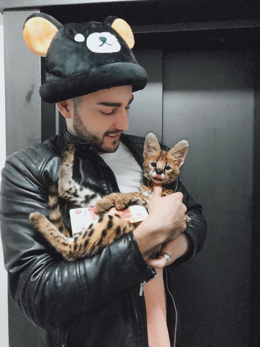 Коты Анастасии Решетовой