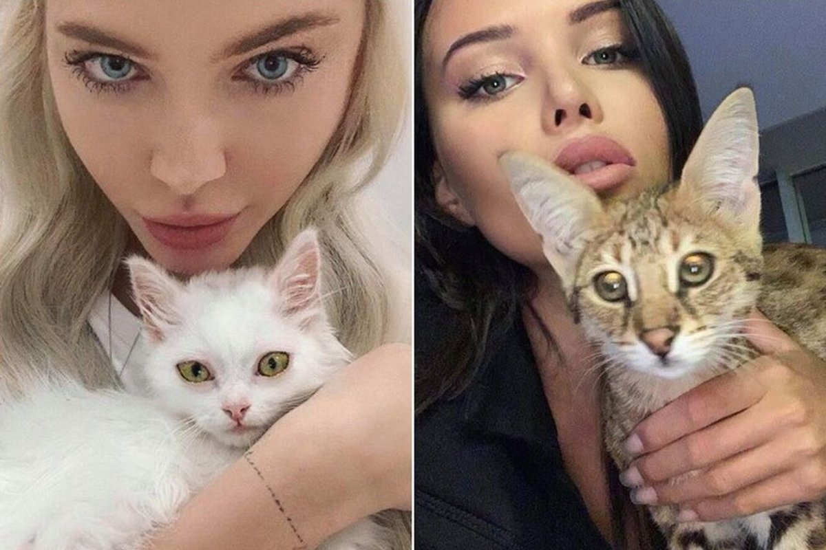 Кот Тимати Хусейн