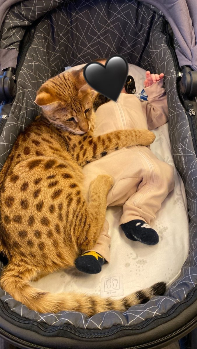 Кот Тимати порода