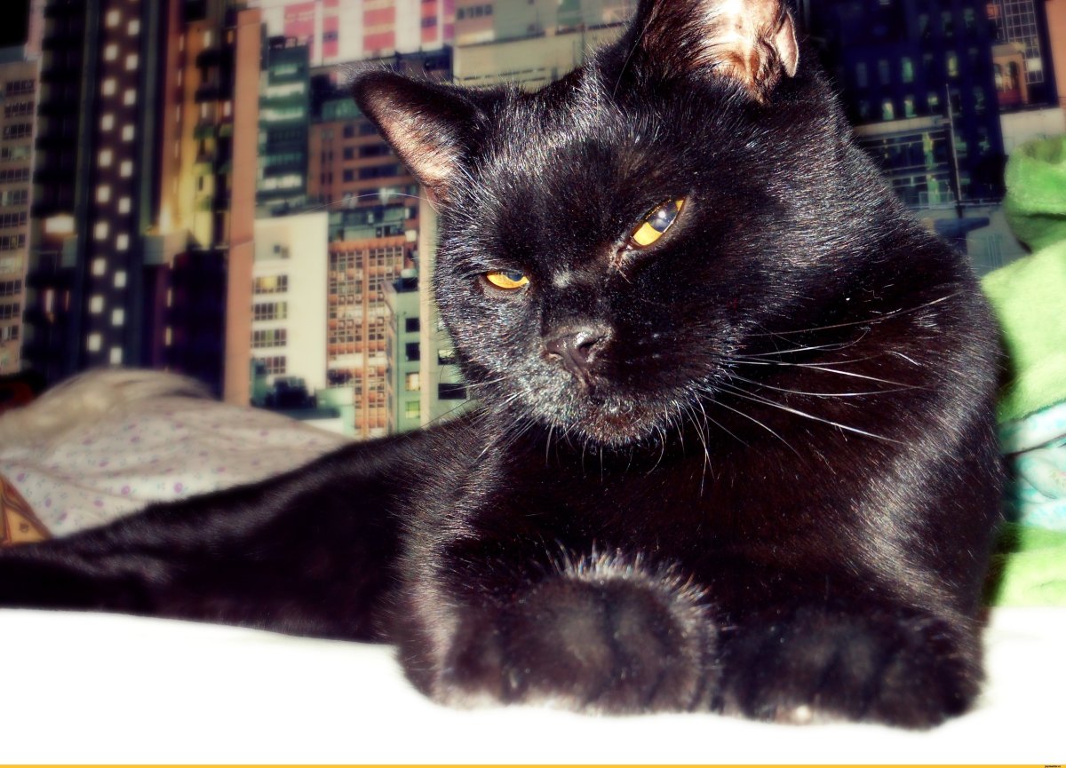 Порода пантеретта