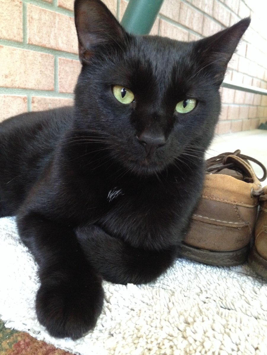 Американский керл