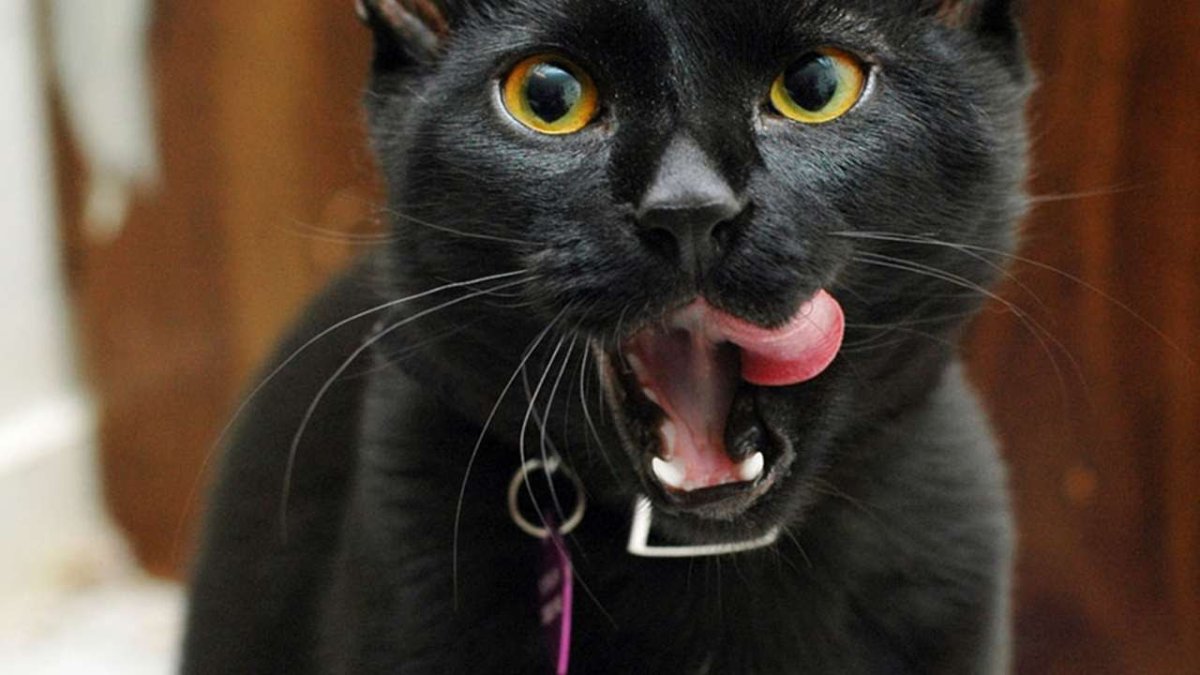 Кот похожий на пантеру