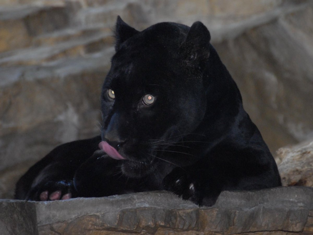 Бомбейская кошка