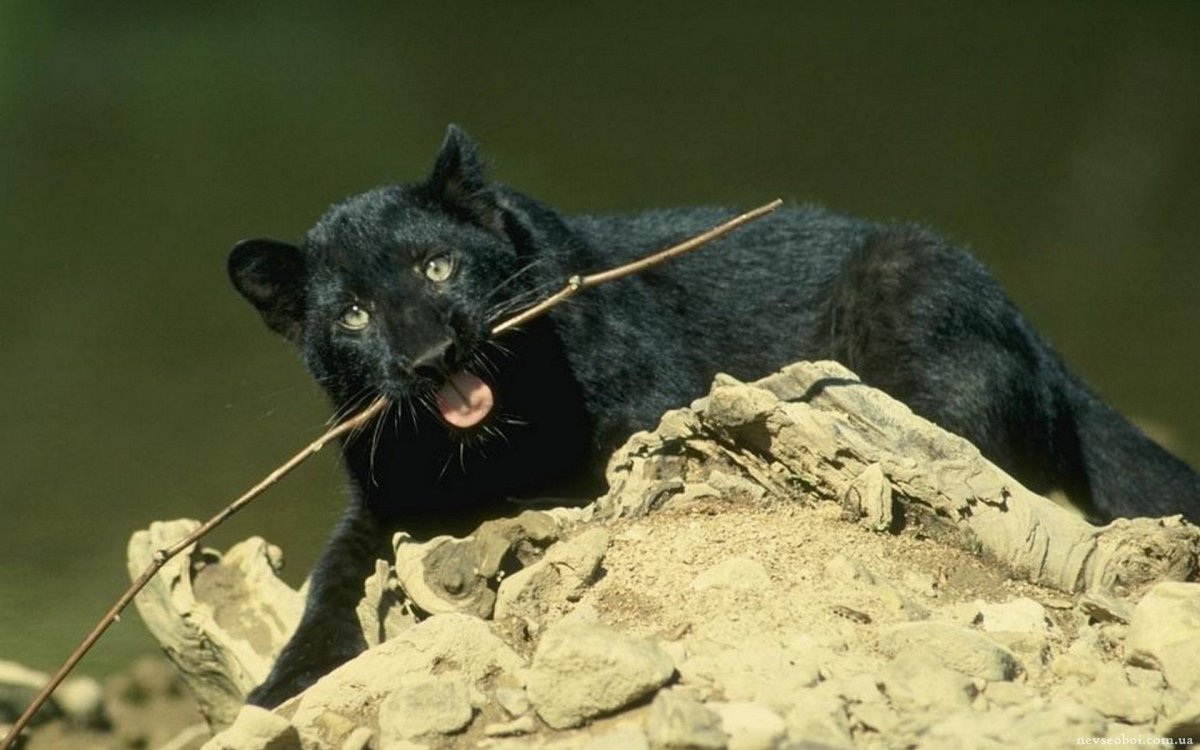 Бенгальская кошка пантера