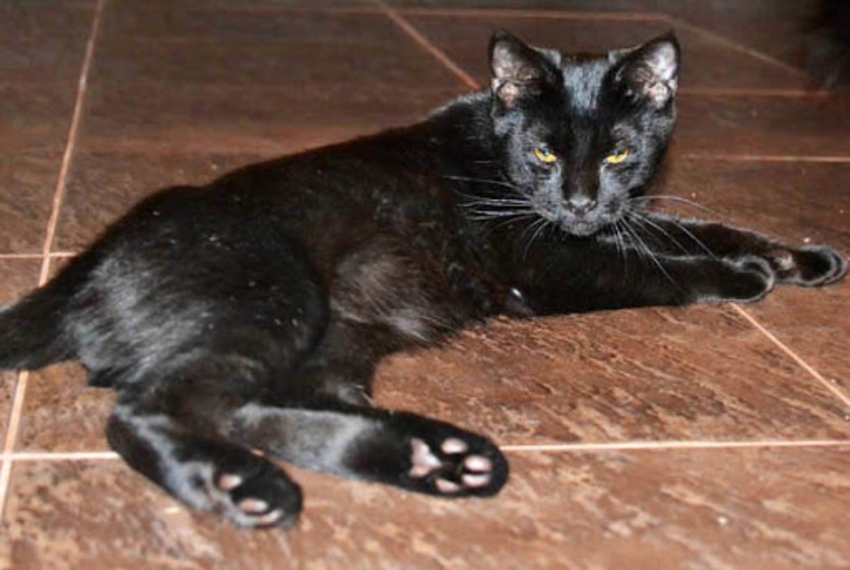 Карликовая пантера