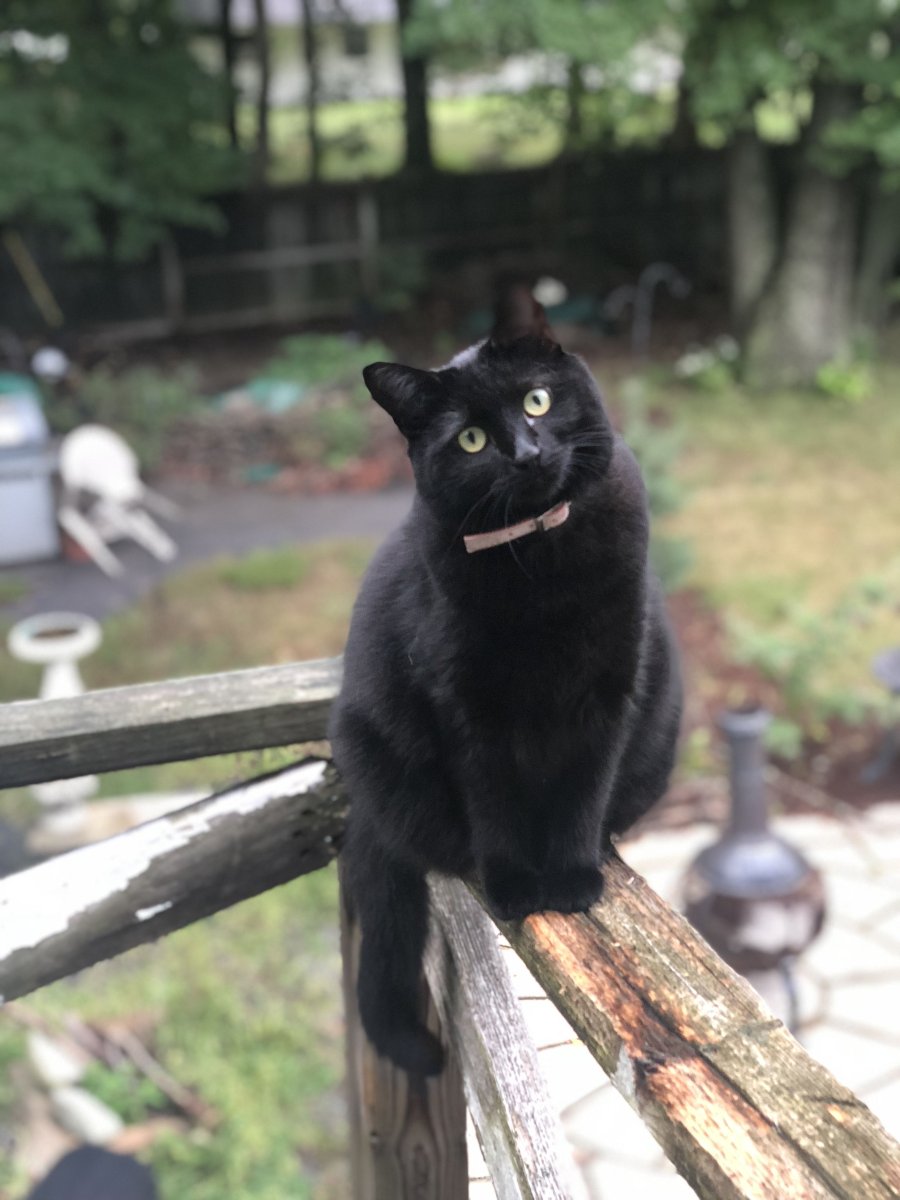 Леопард меланизм