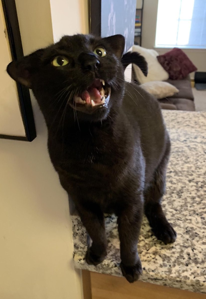 Порода кошек пантеретта