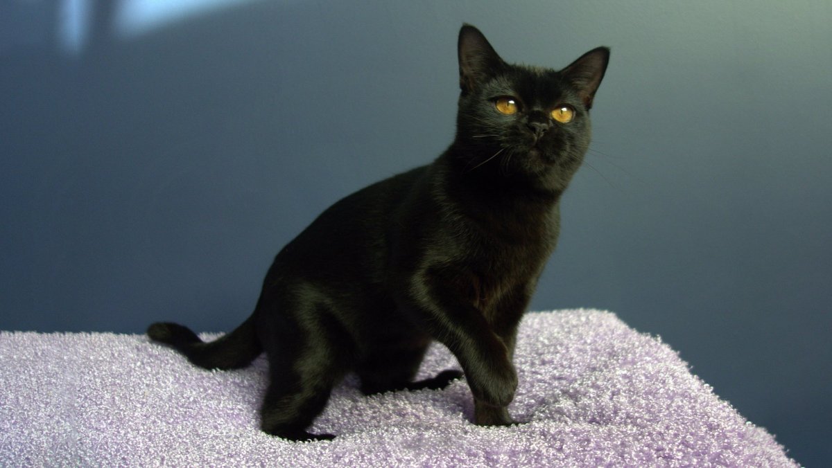 Черная пантера порода