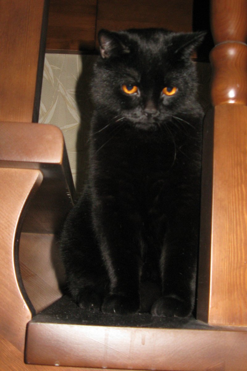 Порода кошек пантеретта