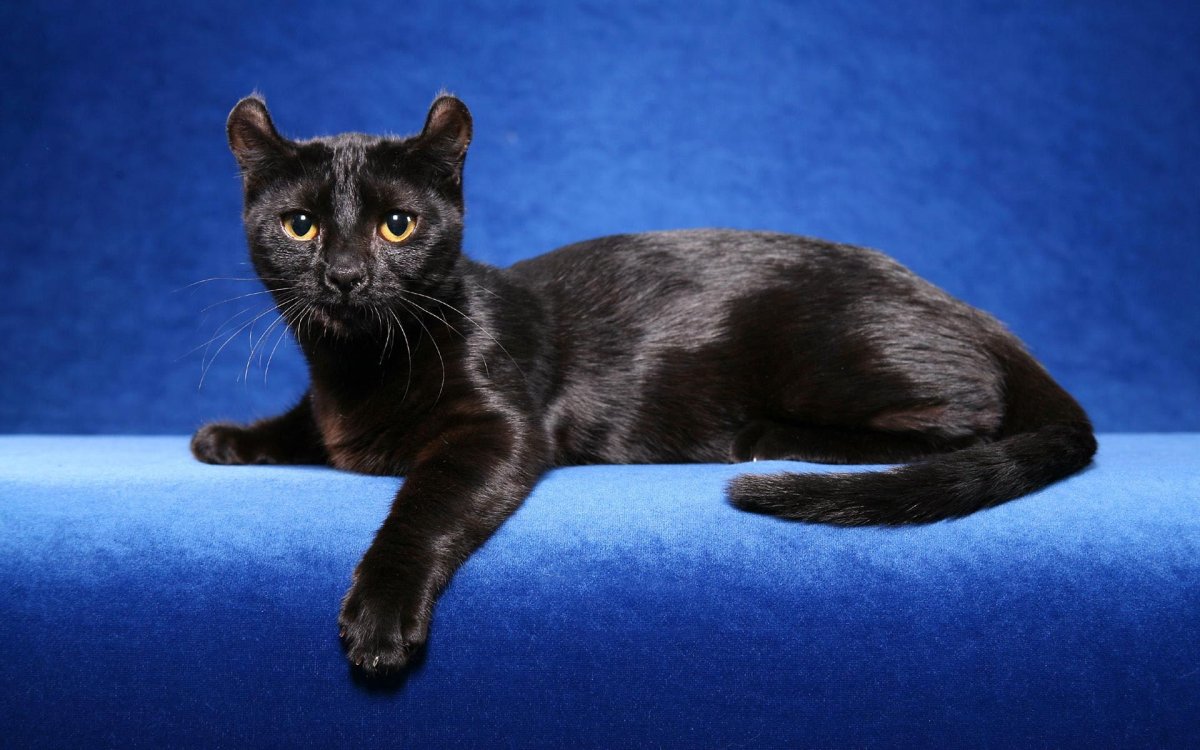 Бенгал пантеретта