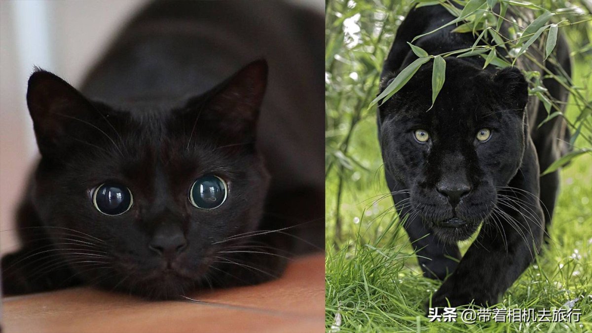 Кот похожий на пантеру