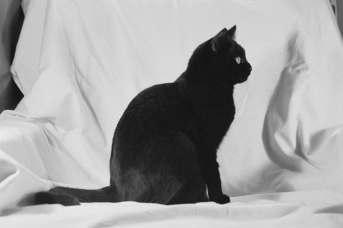 Черная кошка порода Мандалай