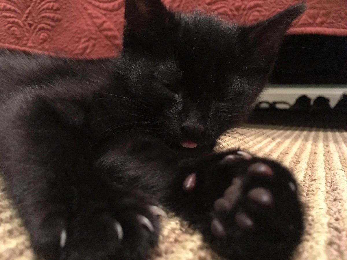 Порода кошек пантеретта