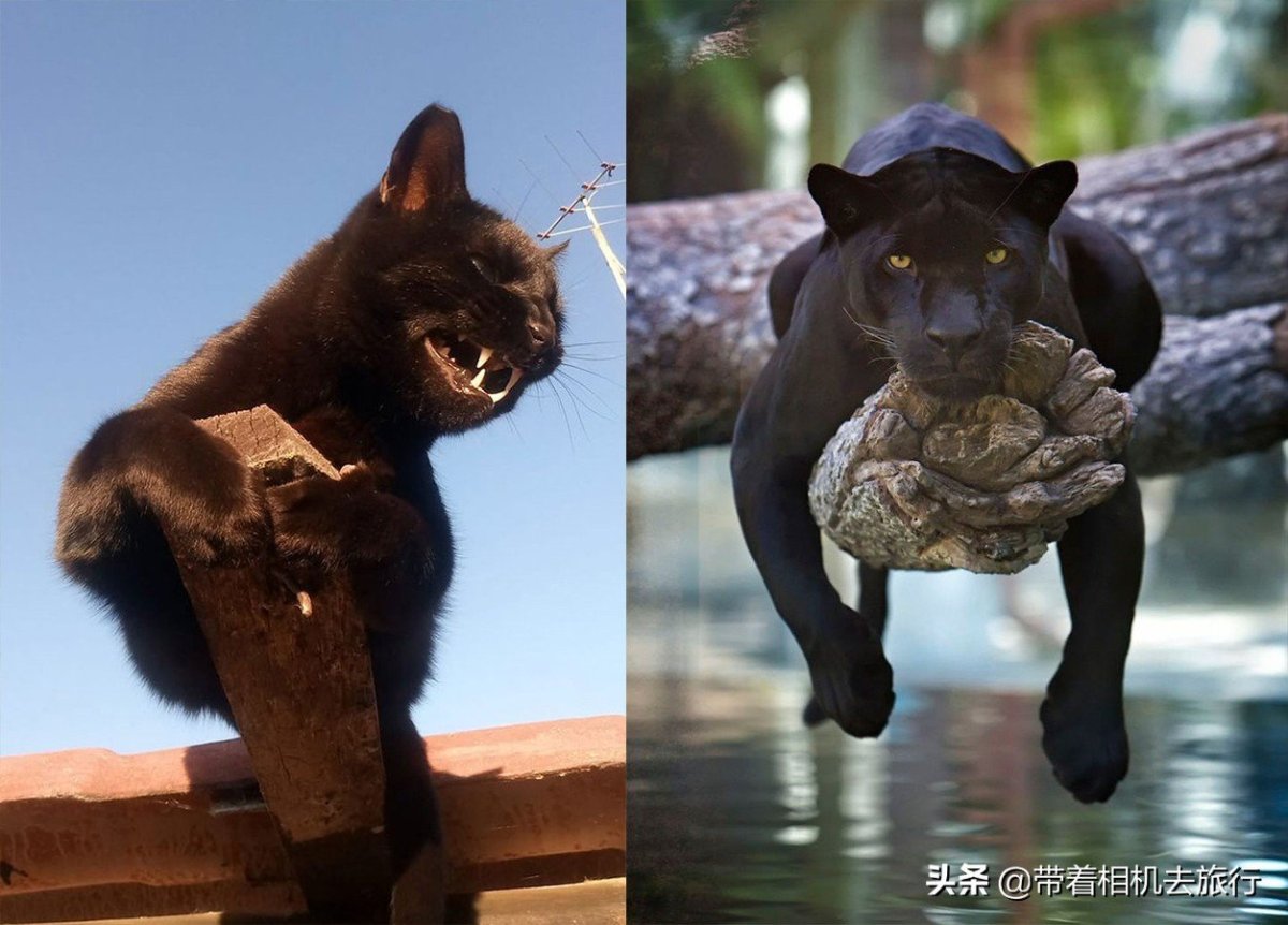 Ориентальный кот чемпион