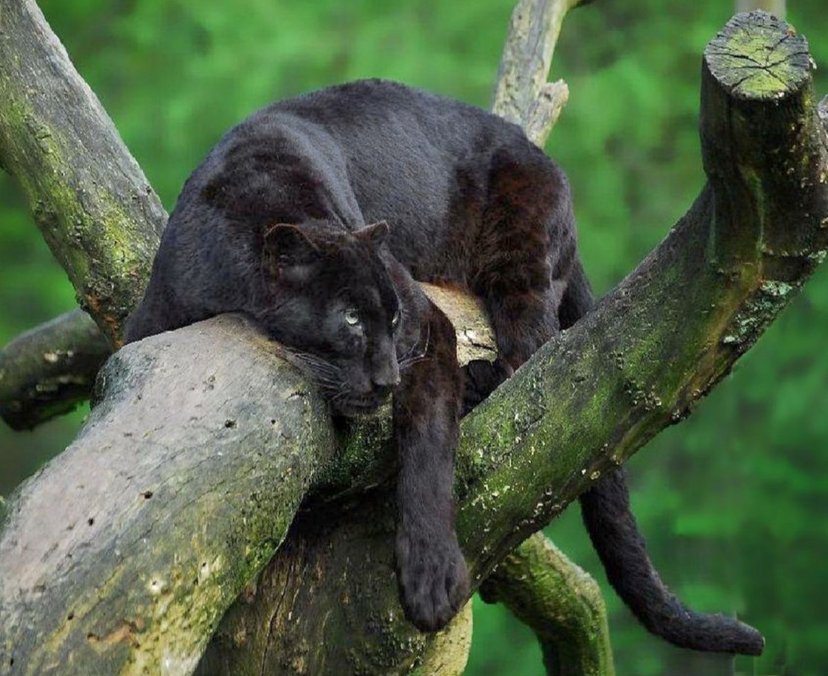 Пантера спит