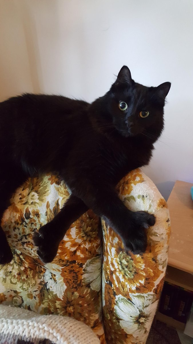 Бомбейская черная кошка