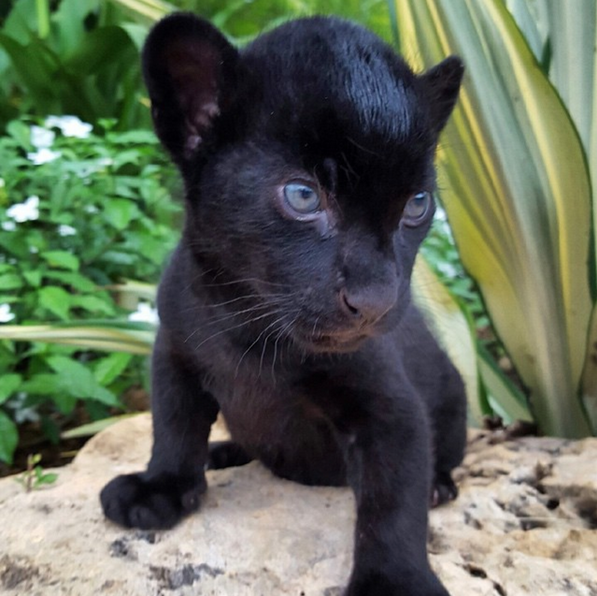 Кошка пантера домашняя