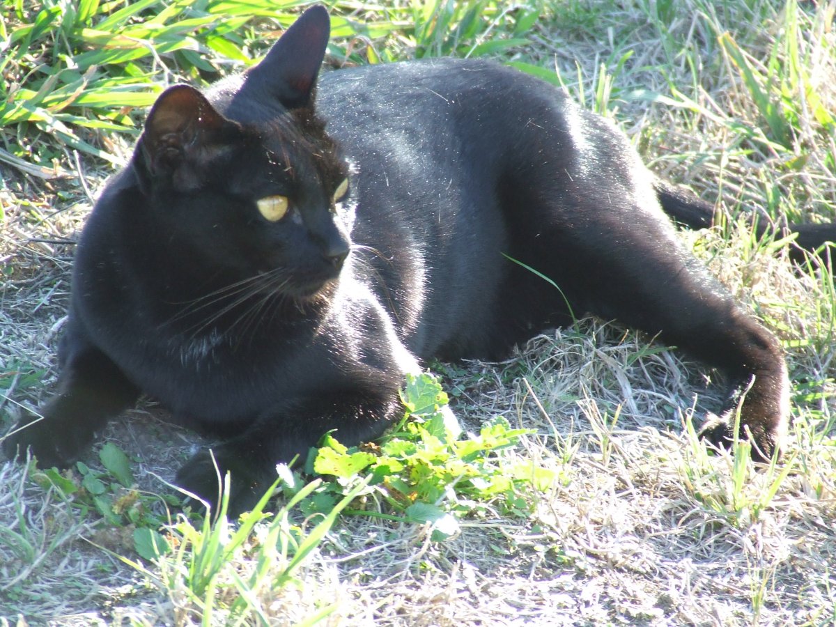 Бомбейская кошка черно белая