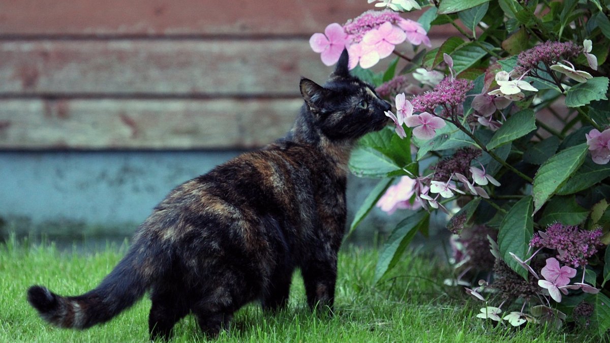 Чёрные коты Эстетика