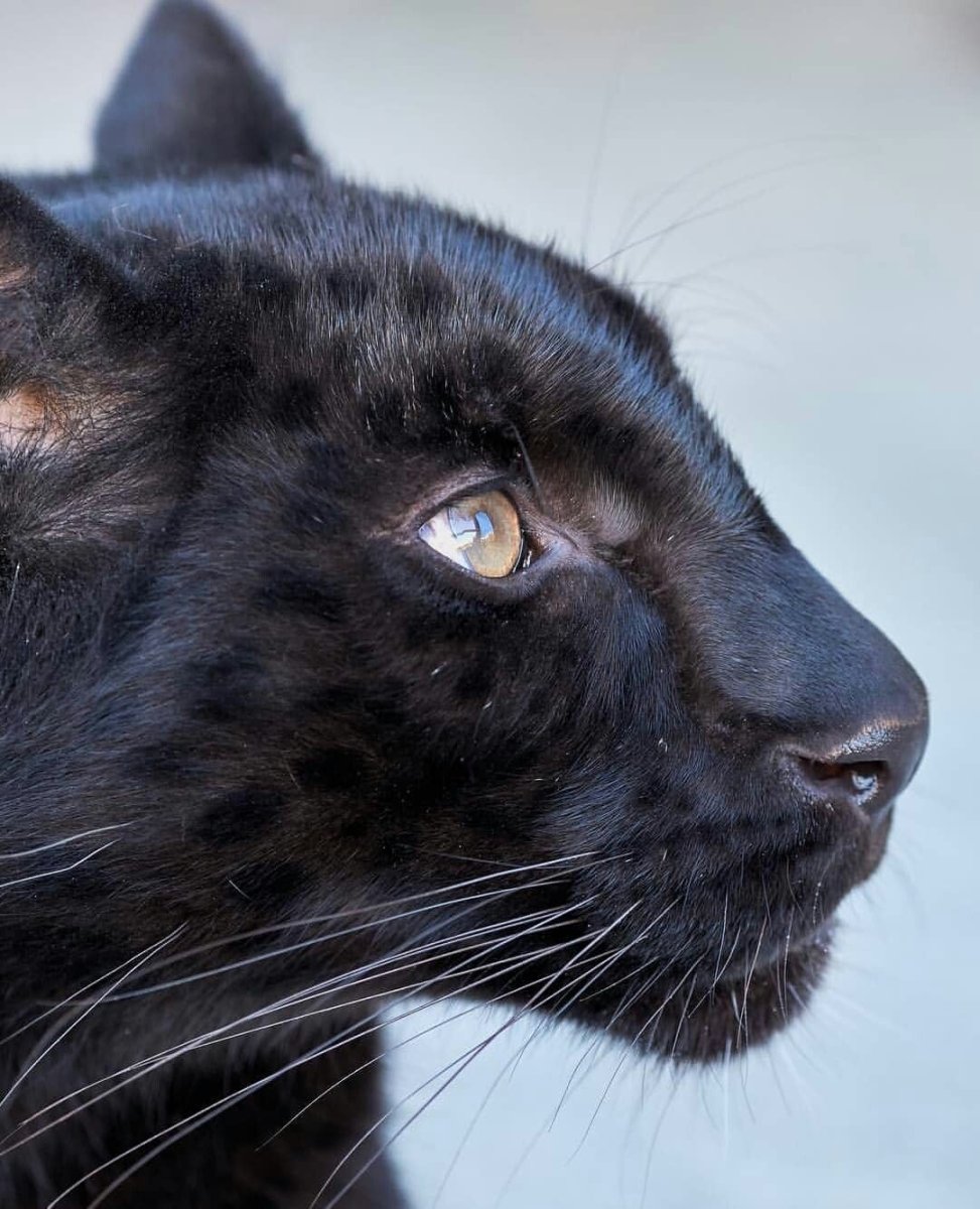 Мандалай кошка