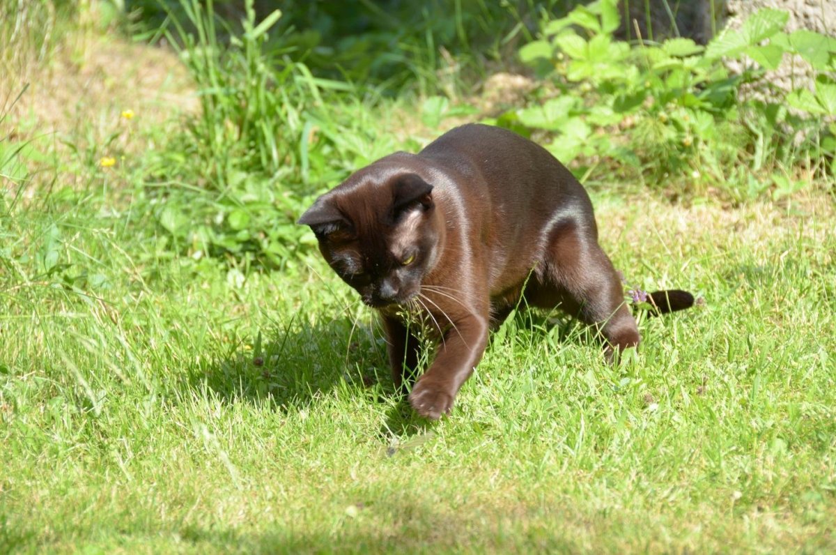 Порода пантеретта