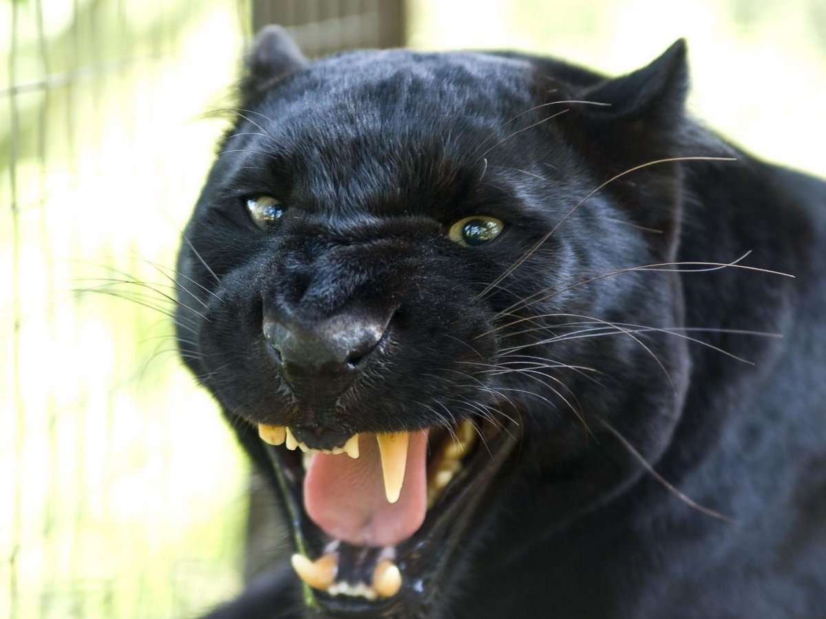 Ягуар меланист