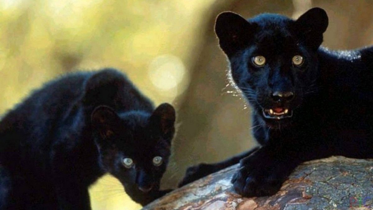 Черная кошка облизывается