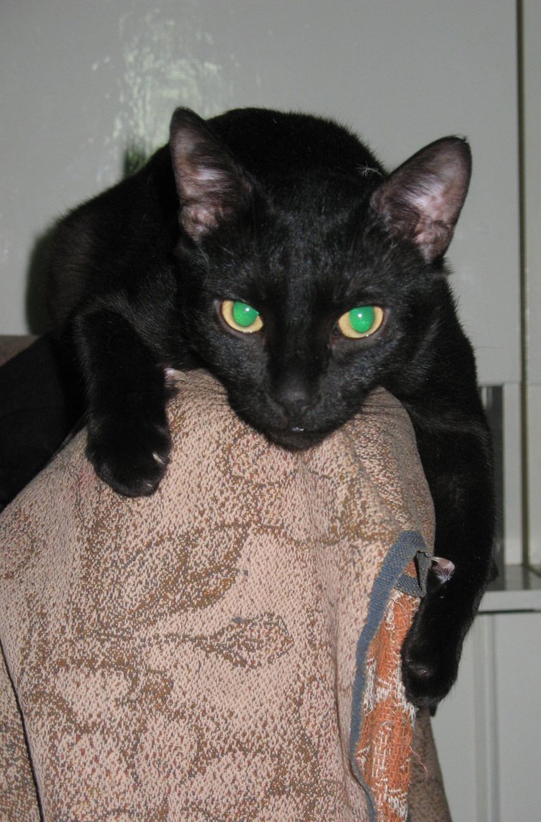 Мандалай порода кошек