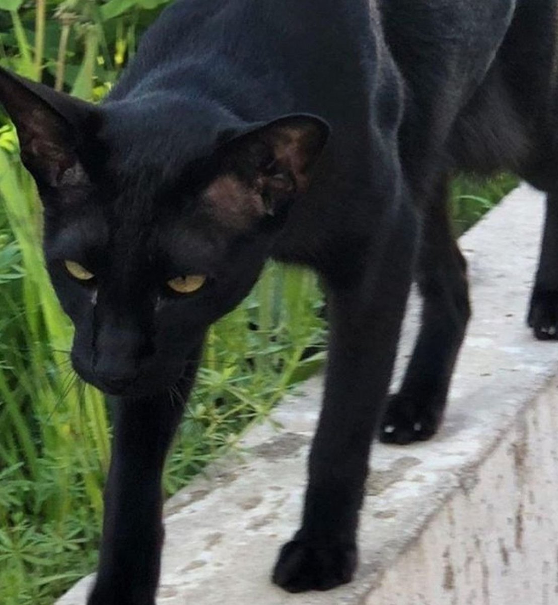 Чёрный котёнок и лес