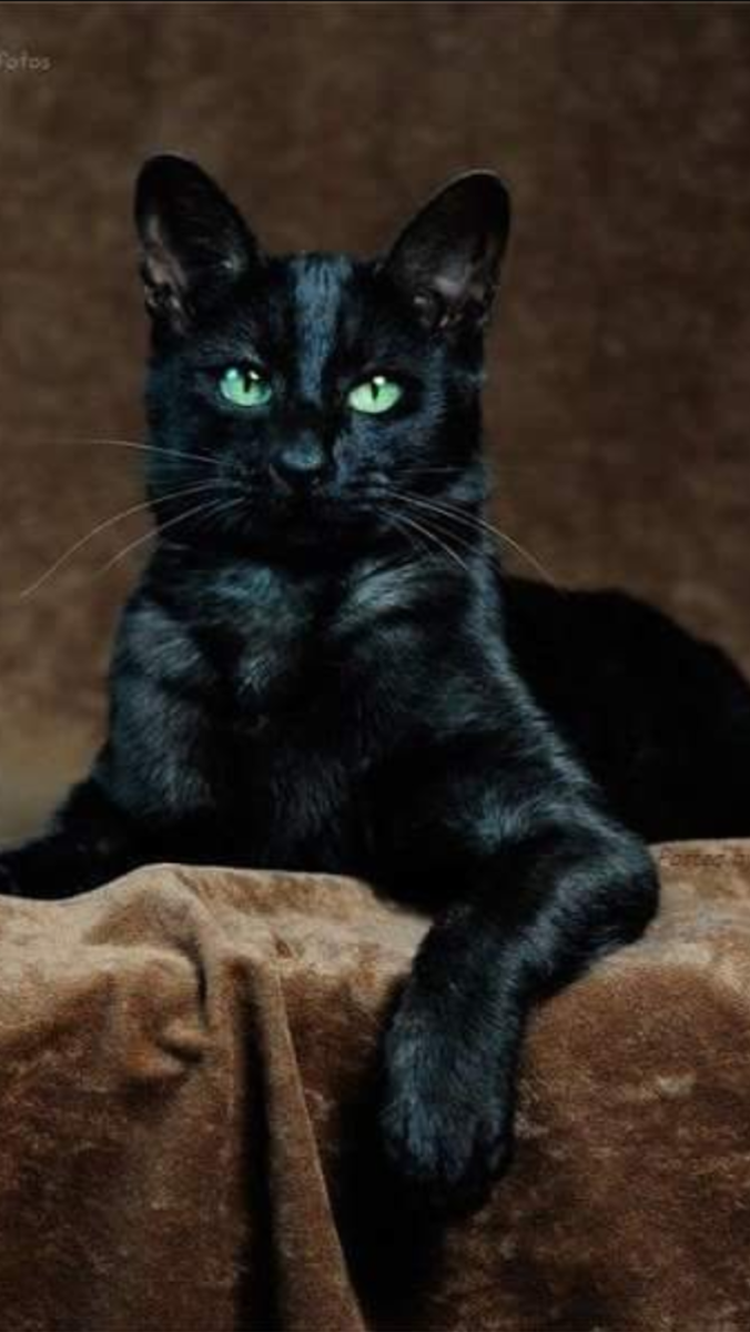 Пантеретта f1