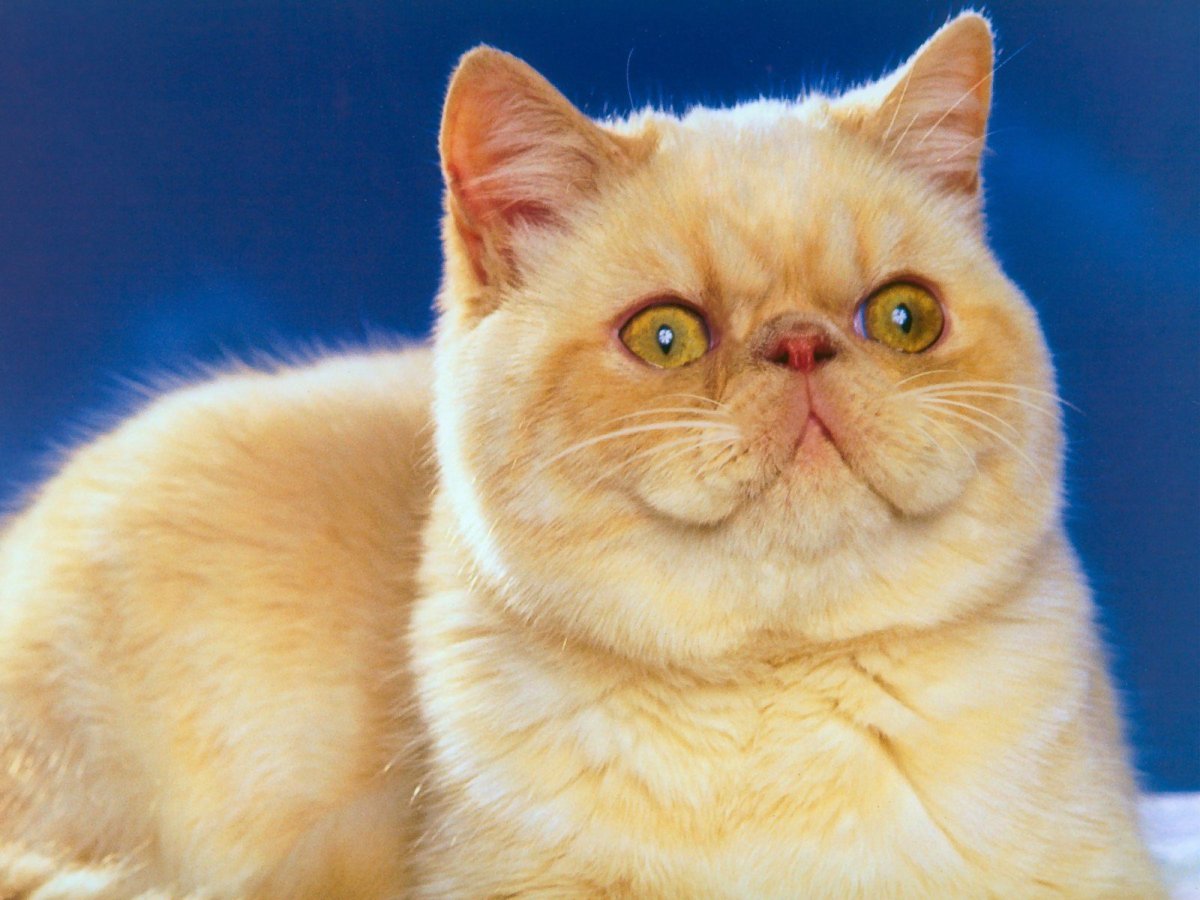Коты экзоты