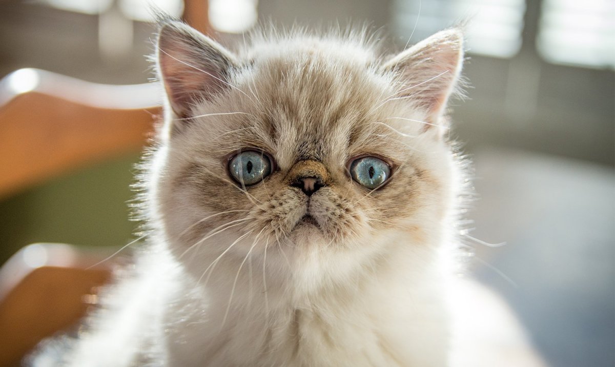 Экзот морда кошка