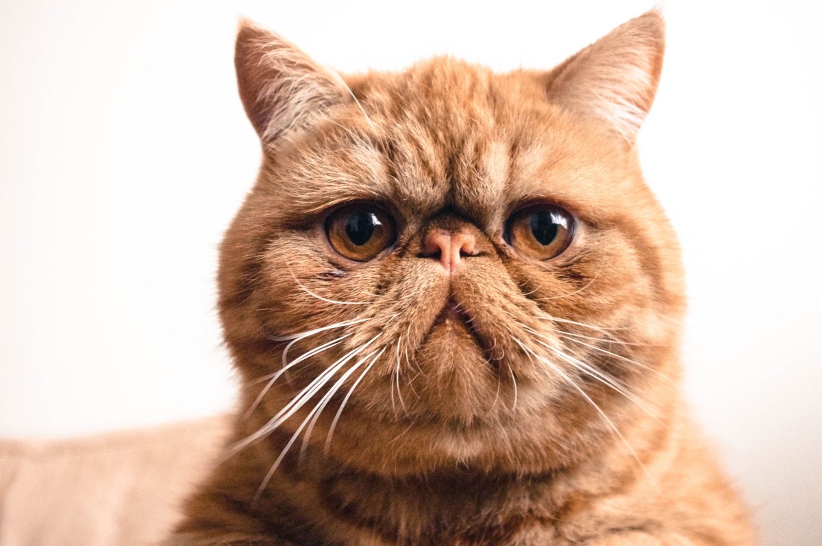 Экзот кошка рыжая