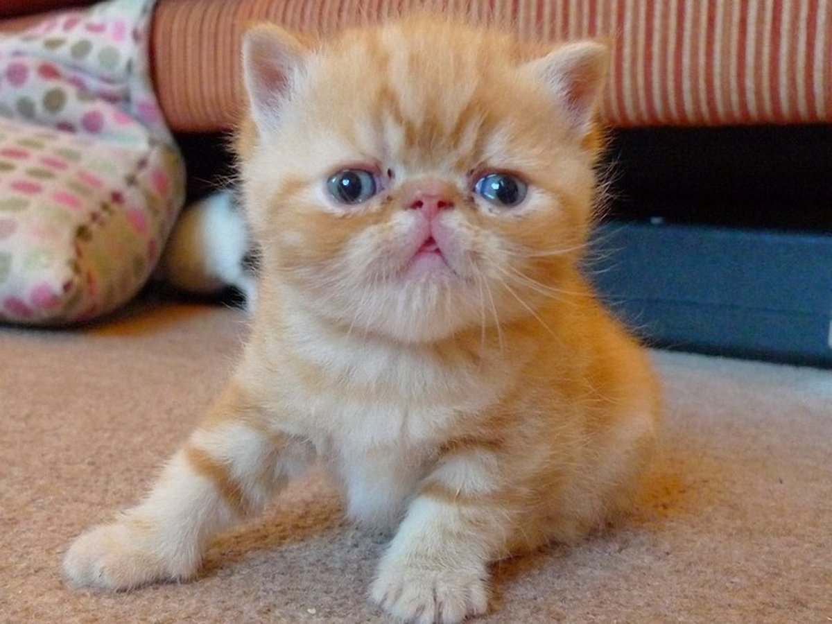 Экзот кошка