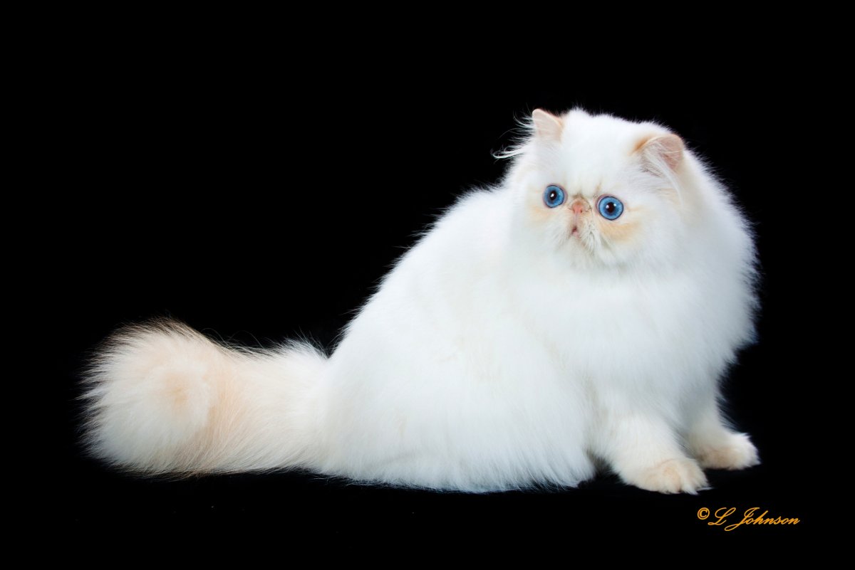 Гималайская кошка белая