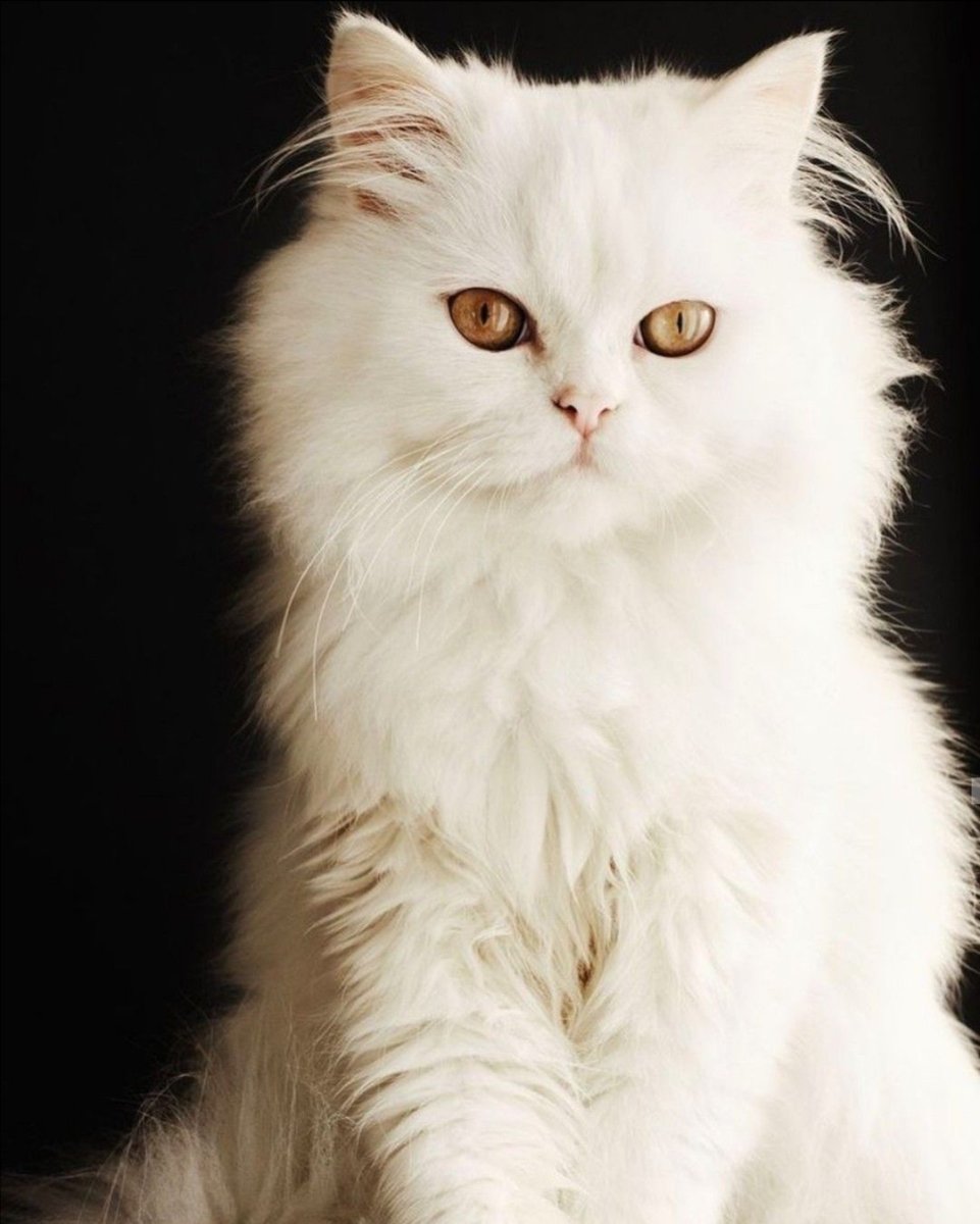 Персидская кошка белая