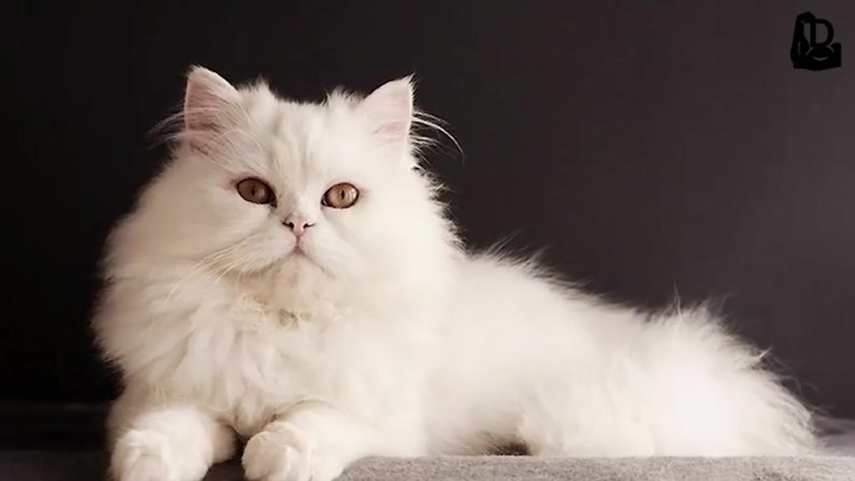 Порода кошек экзоты короткошерстные