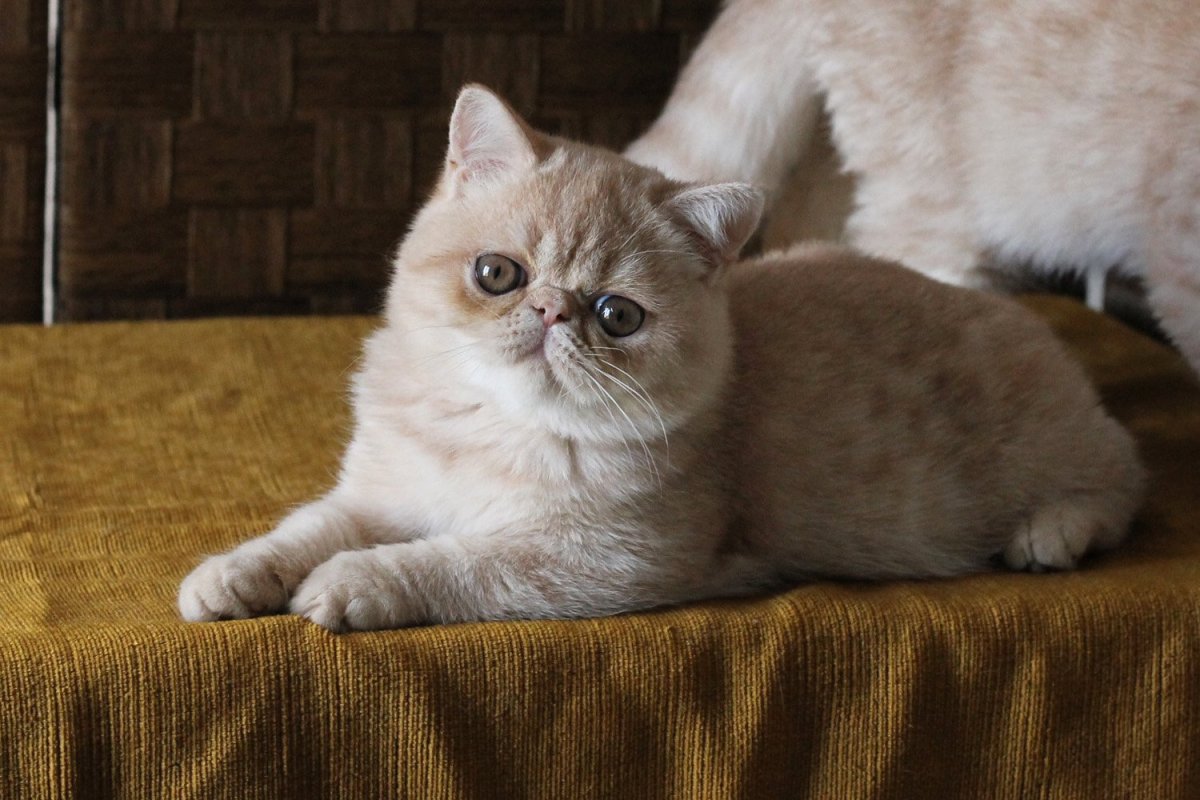Персидский кот экзот бежевый