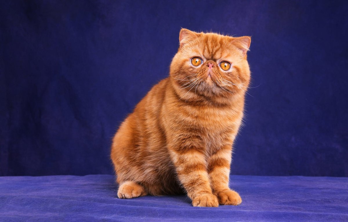 Вислоухий экзот Манчкин