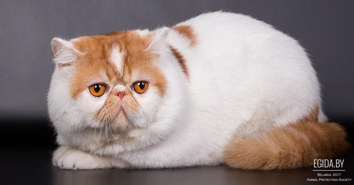 Экзотическая короткошерстная кошка