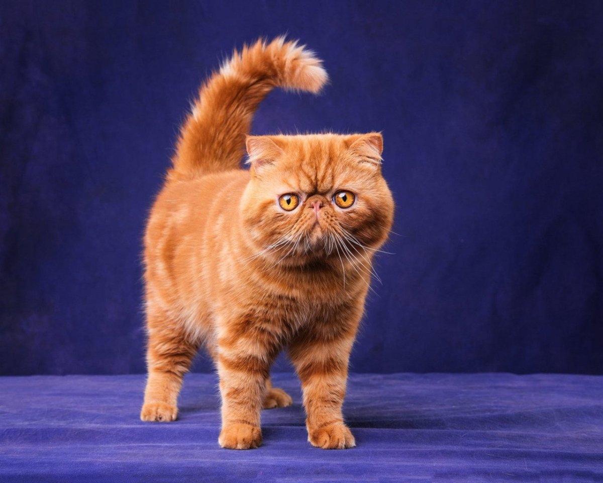 Вислоухий экзот Манчкин