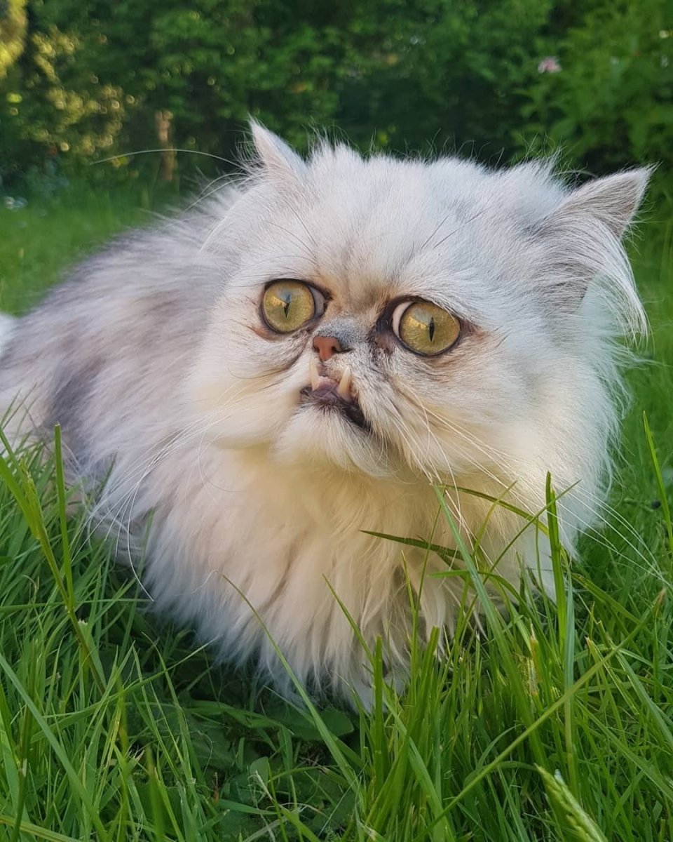 Кот Персидская шиншилла Вилфред