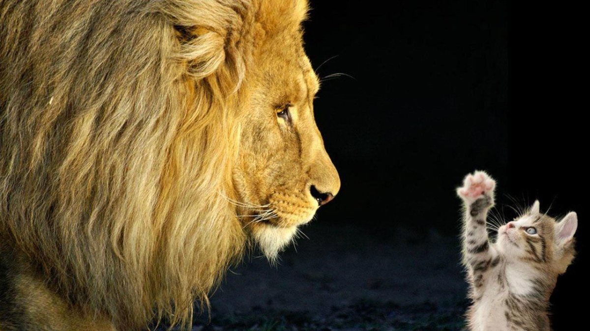 Лев и кошка вместе